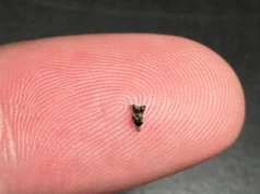 Dentes menores que as pontas dos dedos revelam o primeiro ancestral do primata