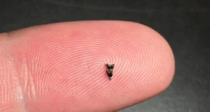 Dentes menores que as pontas dos dedos revelam o primeiro ancestral do primata