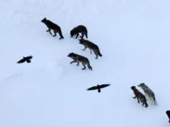 Os cientistas acham que os corvos seguem os lobos. eles estão errados