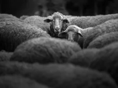 Uma ovelha de 4.000 anos revela segredos de pragas antigas