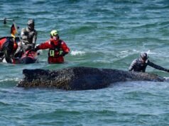 Baleia desesperada sem tempo para resgatar enquanto jubarte ‘exausta’ permanece encalhada no Mar Báltico | Notícias do mundo