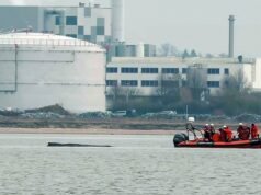 Humpback Honorius novamente retirou-se da costa alemã – poucos dias após a libertação World News