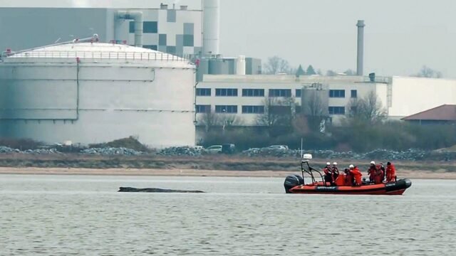 skynews-whale-stranded-germany_7205484.jpg
