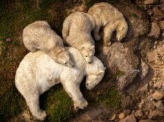 Fotógrafo de Veados do Ano: Vencedor do People’s Choice | Notícias sobre Entidades e Artes