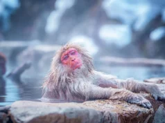 O que os banhos de vapor dos macacos da neve fazem com seus corpos?