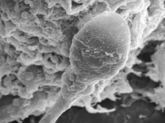 Perdido no espaço: a microgravidade desorienta o esperma