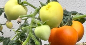 Culturas irrigadas com águas residuais têm medicamentos armazenados em suas folhas