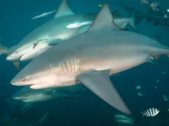 Cientistas acabam de descobrir que tubarões-touro têm amigos