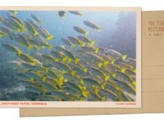 Peixes nadam no sudeste de Papua, Indonésia: NPR