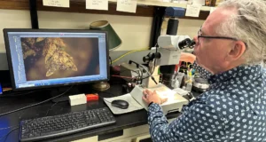 Um pequeno pedaço de musgo ajudou a resolver um crime chocante no cemitério