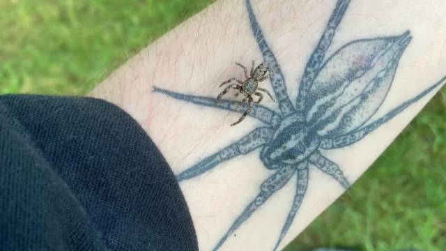 wes-walsh-spider-tattoo.webp.webp