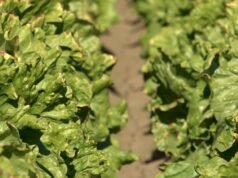 O governo planeja administrar o Rio Colorado após a paralisação das negociações