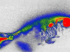 Antibióticos escondidos em peixes de rio geram novas preocupações com a segurança alimentar