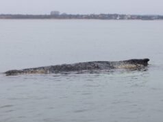 Nova tentativa de resgate de baleia encalhada na Alemanha