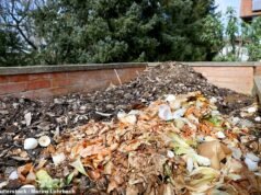 Nosso vizinho pode nos forçar a nos livrar de nossas pilhas de tijolos de compostagem? Afirma que atrairá ratos