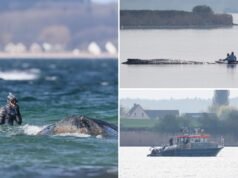 Como as equipes de resgate alemãs planejam usar airbags para salvar a baleia doente encalhada, Timmy?