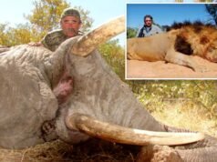 Caçador milionário de caça grossa, 75 anos, foi pisoteado até a morte por cinco elefantes enquanto rastreava sua próxima matança na África