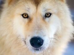 Mulher mordida por lobo na Alemanha: animal solto na natureza