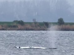 Manejo caótico de baleia encalhada revela divisões na sociedade alemã