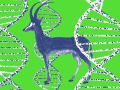 Será que estes projectos de “desextinção” estão realmente a produzir alguma coisa?