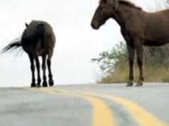 Um cavalo solto e uma vaca foram apreendidos em Salta durante a patrulha