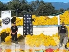 Desmontam drogas escondidas entre limões em Salta