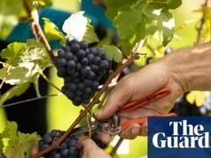 O conhecimento aumenta, a eficiência aumenta: a vinificação britânica atinge a maioridade | Indústria de alimentos e bebidas