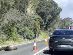 Austrália: Uma foca dorme na rodovia, o trânsito é desviado