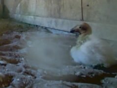 7 filhotes de condor da Califórnia nascem no Centro de Conservação do Zoológico de Oregon