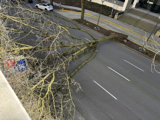 A-tree-fell-in-Downtown-Portland-on-April-4-2026-KOIN-Andrew-Foran_2.jpg