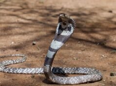Um turista morreu após ser picado nas calças por uma cobra durante uma manifestação no Egito