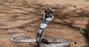 Um turista morreu após ser picado nas calças por uma cobra durante uma manifestação no Egito