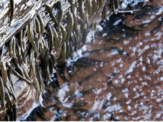 Peixes africanos escalam cachoeiras