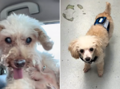 Uma mulher que encontra o ‘doppelganger’ de um cachorro falecido em um abrigo sabe o que tem que fazer