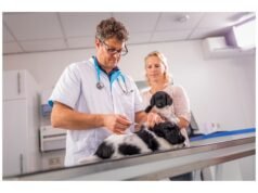 Quando outras vacinas falham, esta vacina para cachorros tem sucesso