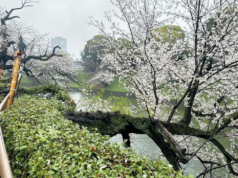 As flores de cerejeira do Japão estão murchando quando a primavera chega à sua porta