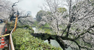 As flores de cerejeira do Japão estão murchando quando a primavera chega à sua porta