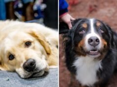 Golden Retriever e Bernese Mountain Dog Mix – “Aqueles pés” são um choque em tamanho