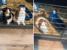 A loja de animais diz que os porquinhos-da-índia são machos – então o dono vê algo chocante