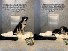 Lágrimas como uma mistura rouca esperou 170 dias em um abrigo para a família que a abandonou