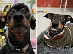 O dono deixa o cachorro na creche – despreparado para o que as fotos revelam