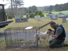 Equipes de resgate chamam cães abandonados no cemitério – então eles ouvem um choro fraco