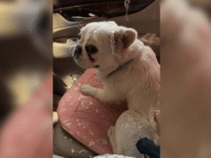 Mulher leva buldogue francês para lavar carro e não aguenta o que ele está fazendo