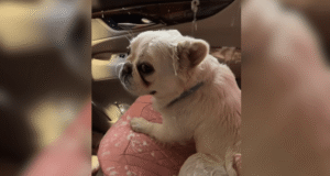 Mulher leva buldogue francês para lavar carro e não aguenta o que ele está fazendo