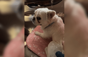 Mulher leva buldogue francês para lavar carro e não aguenta o que ele está fazendo