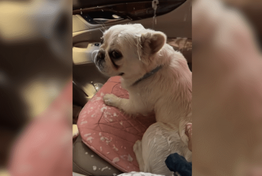 Mulher leva buldogue francês para lavar carro e não aguenta o que ele está fazendo