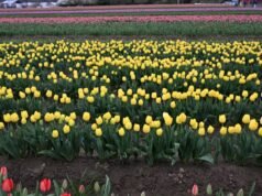 Quinta-feira com sede: saboreie a primavera no ‘Tasting in Tulips’