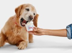 16 redes de fast food que também oferecem guloseimas para seu cachorro