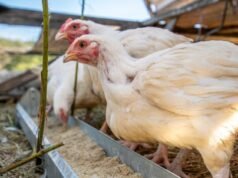 Por que os preços dos alimentos estão subindo?