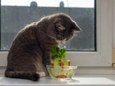 A dona do gato decidiu cultivar a própria alface em casa, uma causa que aquece corações